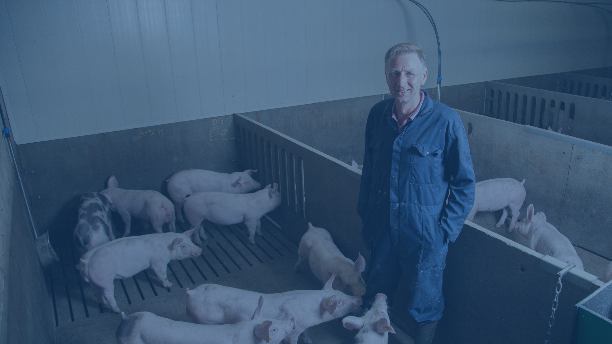 Bert Bosch in de stal
