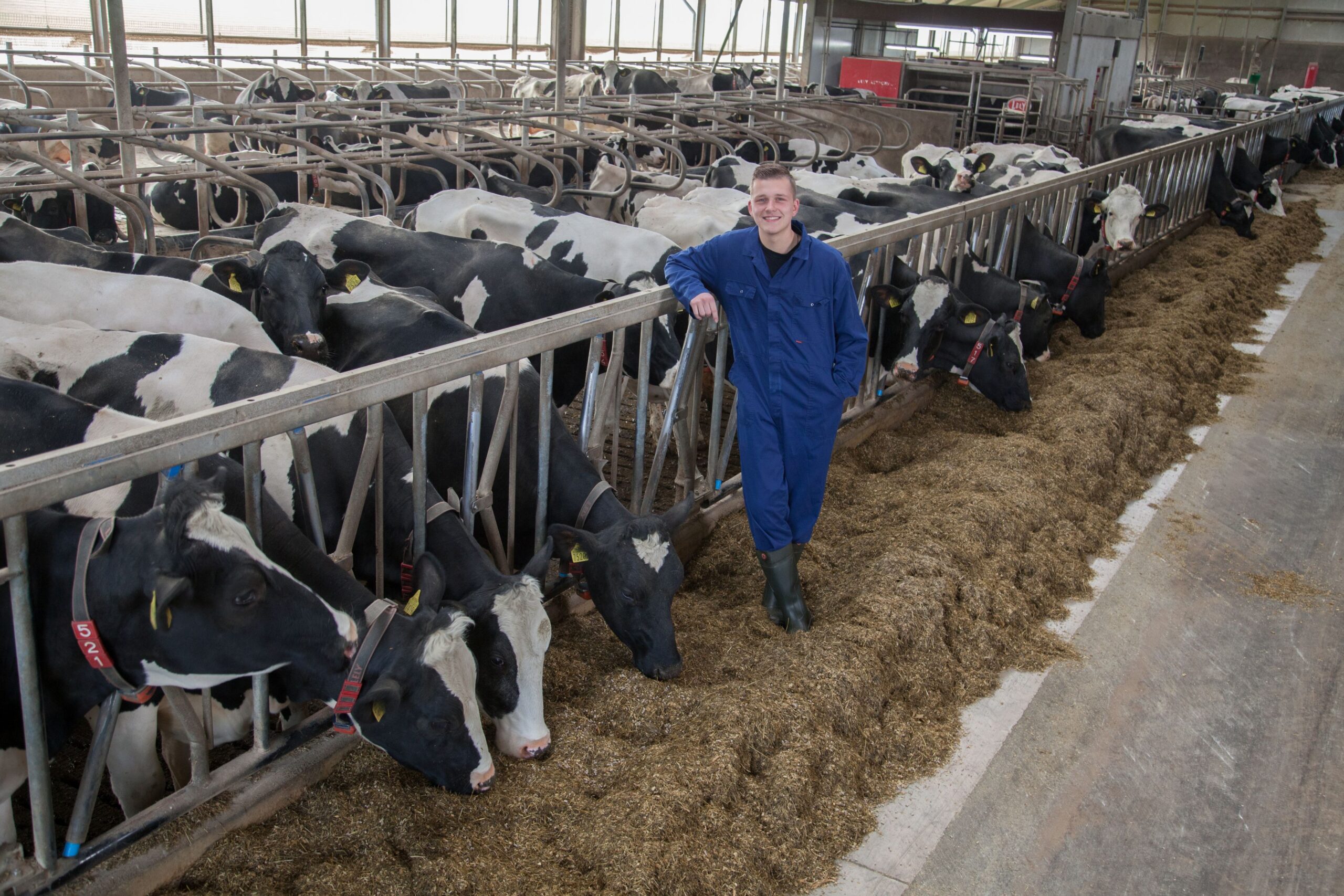 Melkveehouder Timmermans tussen de koeien in de stal